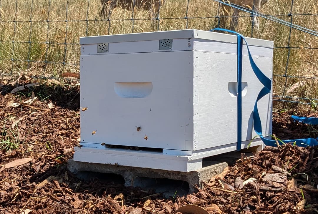 The hive with the lid securely strapped on