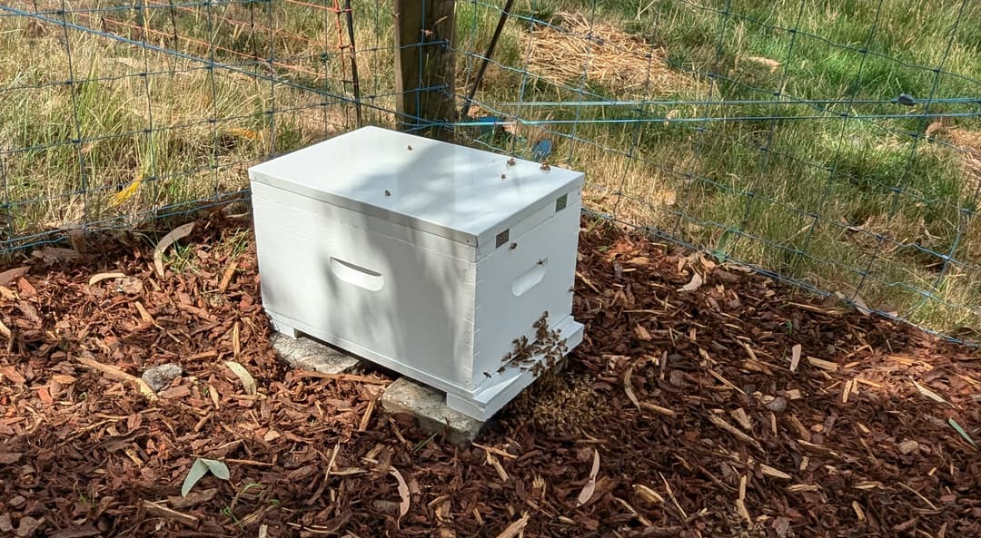 The hive should be placed in the same position as where the nuc box used to be