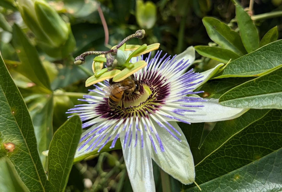 A bee enjoying a passionfruit flower