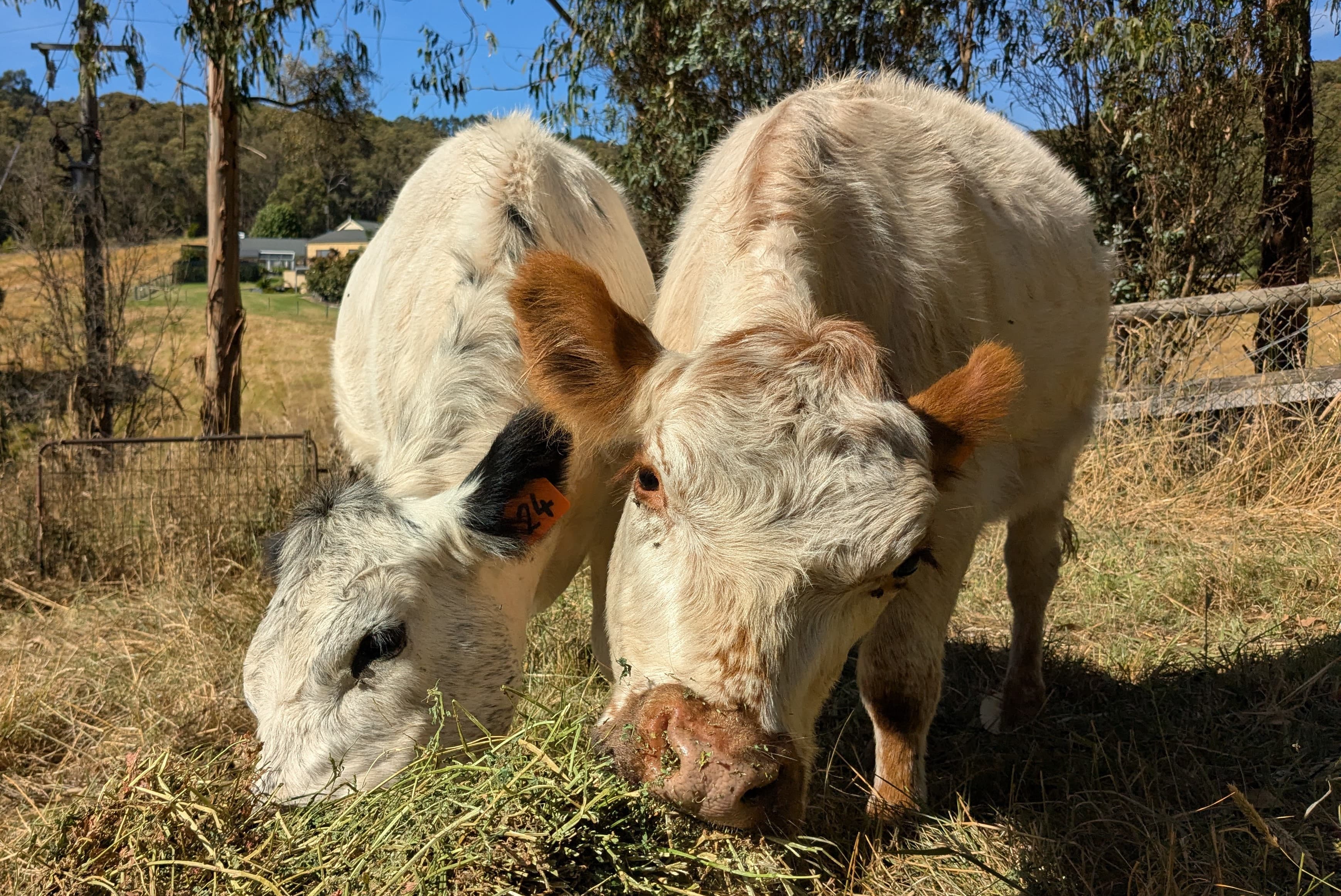 Turns out they love lucern