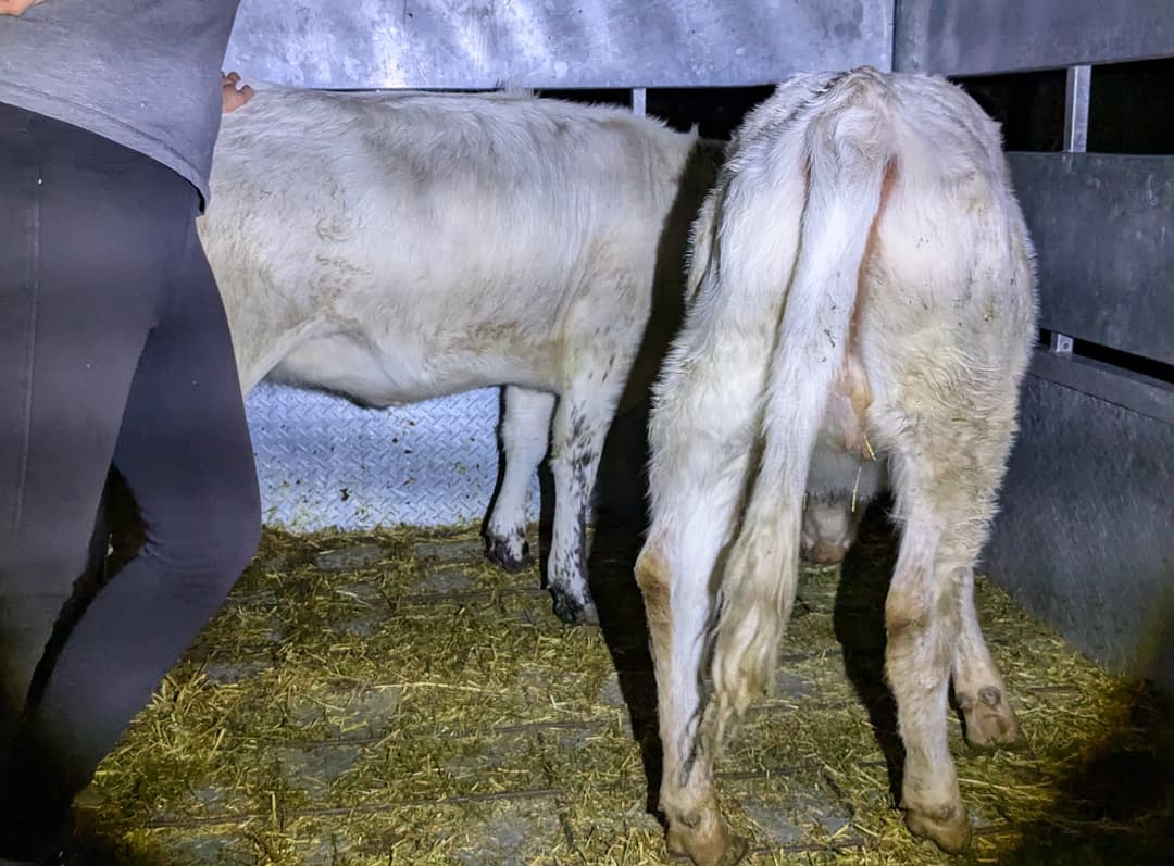 The cows refusing to leave the trailer