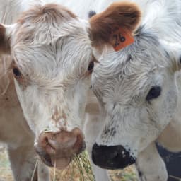 Welcoming Miniature Galloways: A Much Anticipated Addition!