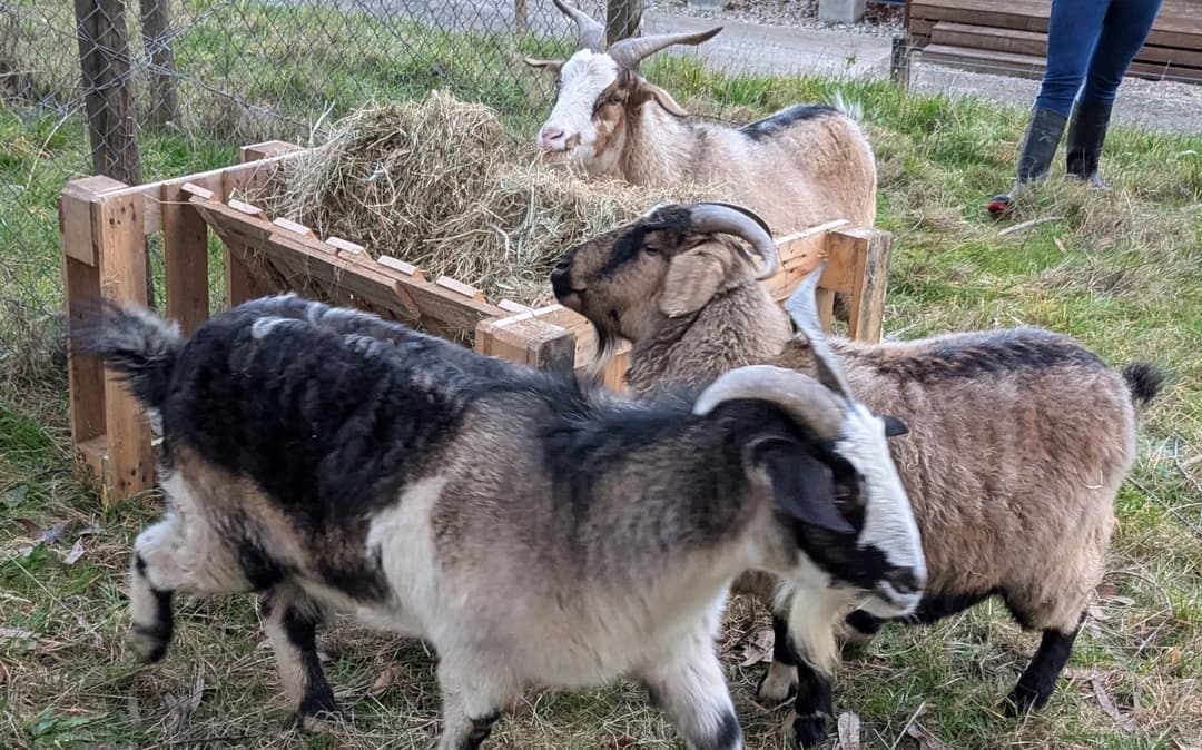 Hay feeder for goats made from two discarded wood pallets