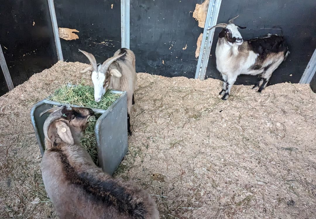 Meeting the goats at the farm sanctuary for the first time