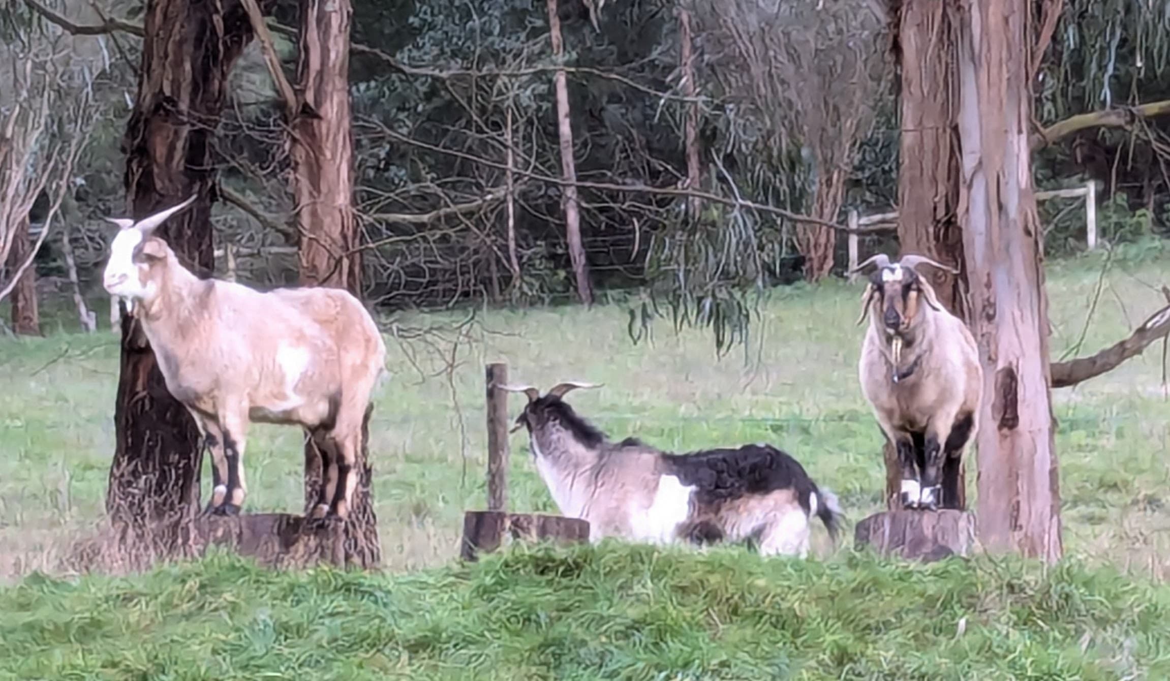 Goats on their stumps in their "meerkat" pose