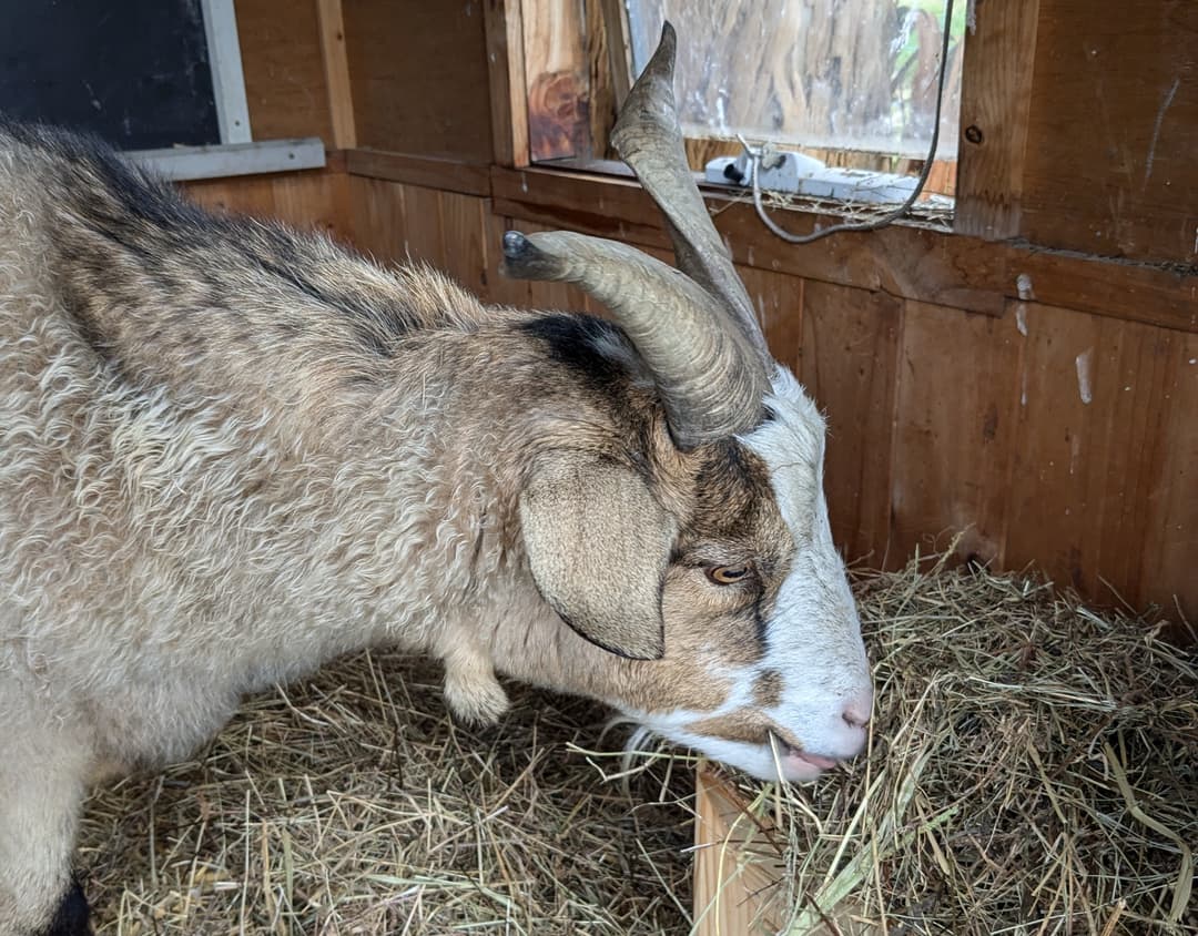 Griffin eating hay in a converted playhouse