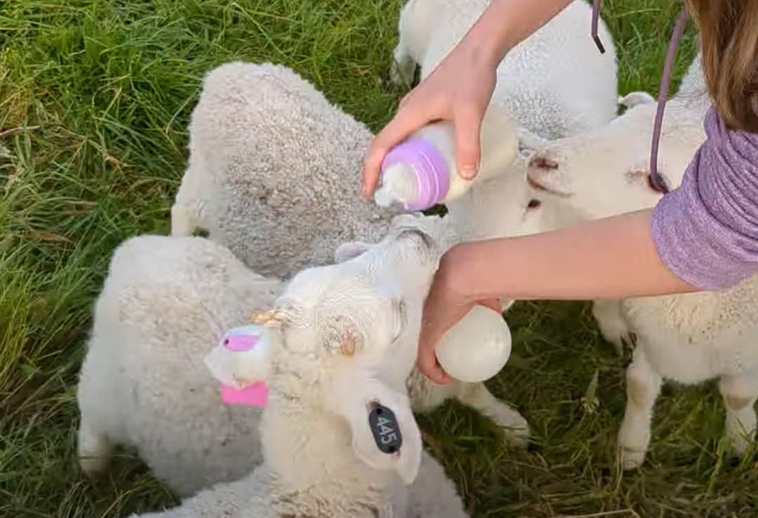 Bottle feeding is joyful chaos