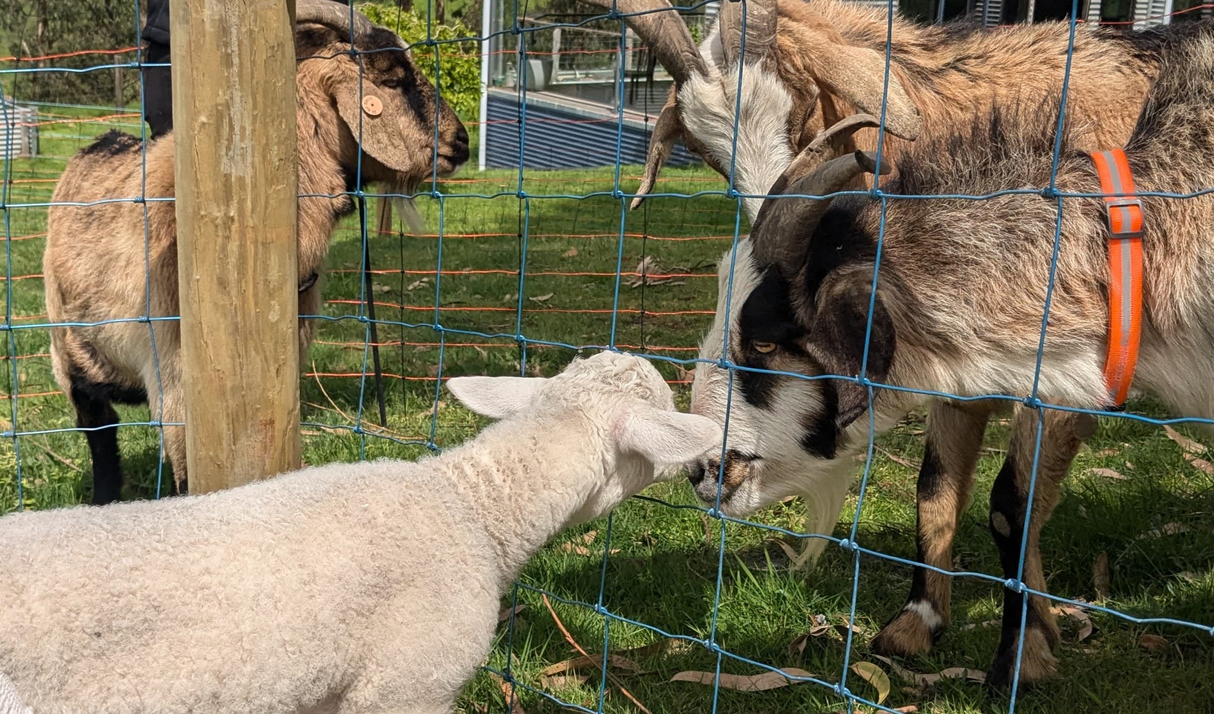 Safely introducing them behind fencing but the goats were not welcoming of a new lamb