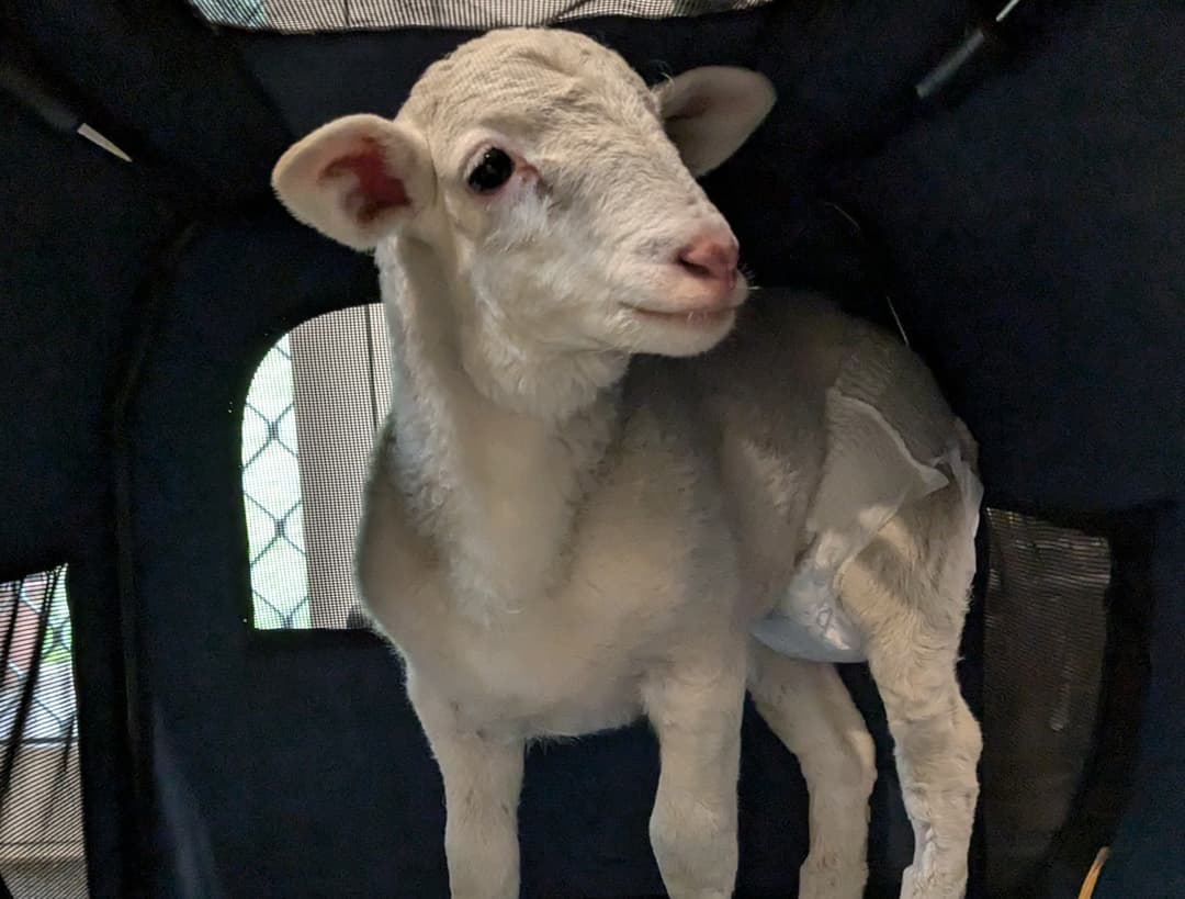 Our new stray lamb safe in her crate in the laundry