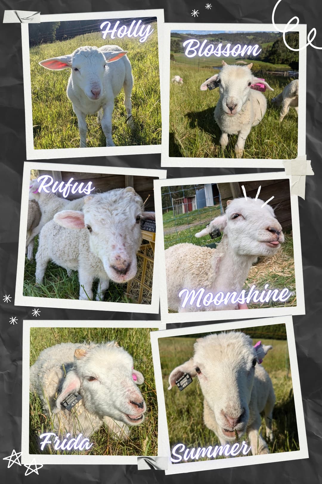 The lambs have been named Holly, Summer, Blossom, Moonshine, Frida, amd Rufus