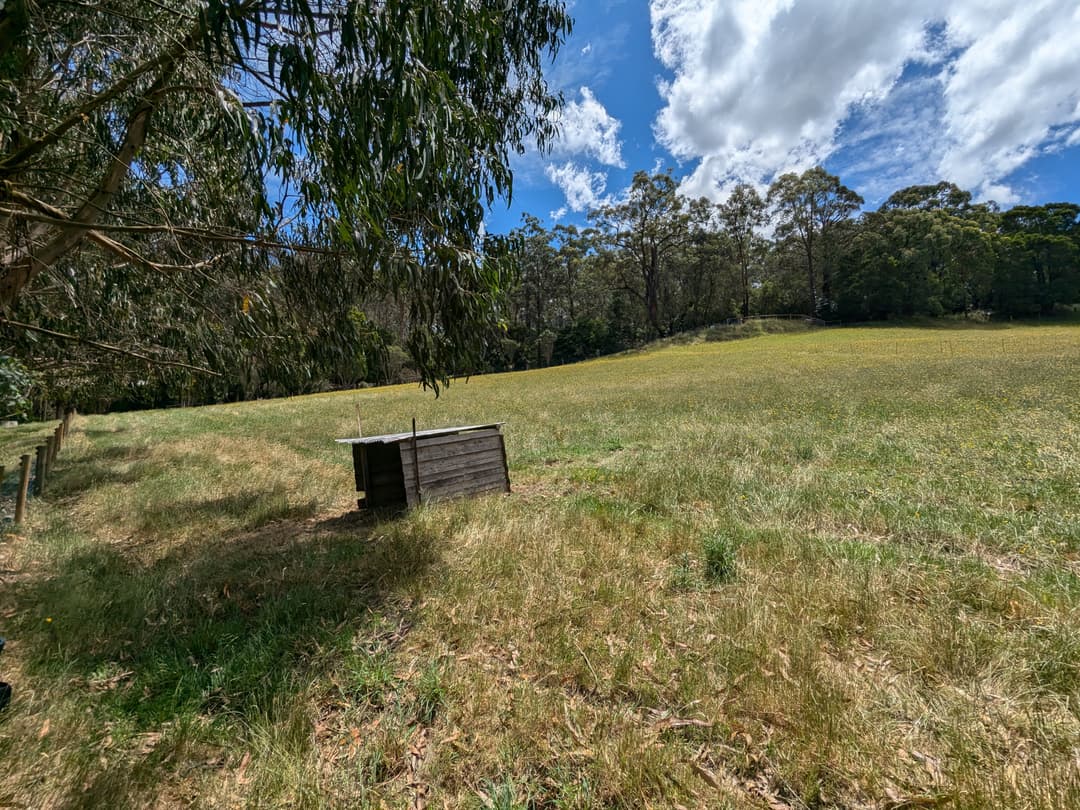 The new paddock for the lambs is much bigger than they had