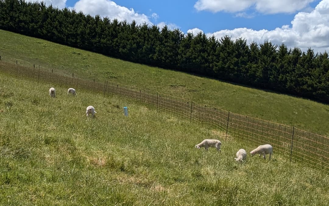 The lambs in their temporary fencing pasture