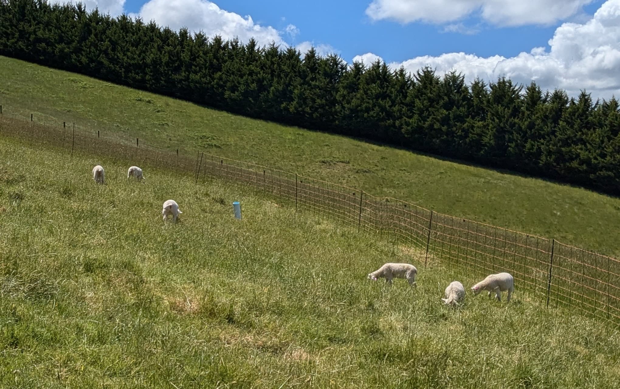 The lambs in their temporary fencing pasture