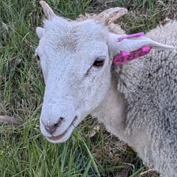 Expanding the Sheep Paddock: Making Room For a Growing Family