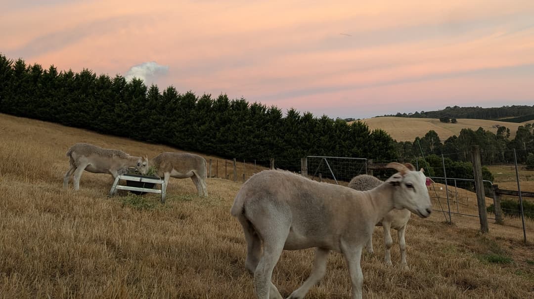 The sheep enjoying their new safe space