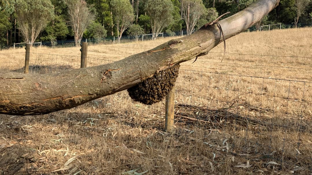 A swarm of bees is a strange sight