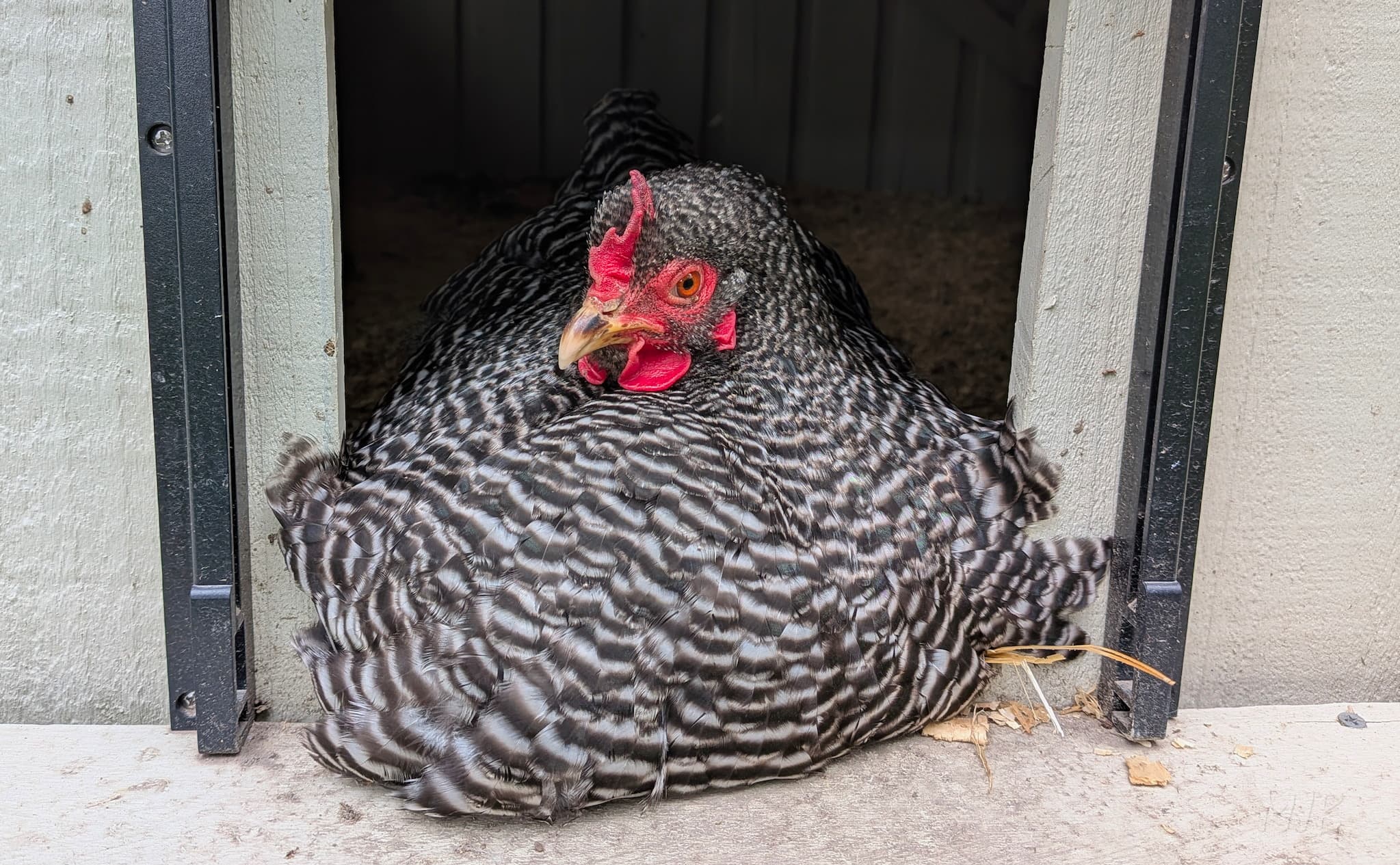 When Celeste started getting broody, she refused to leave the coop