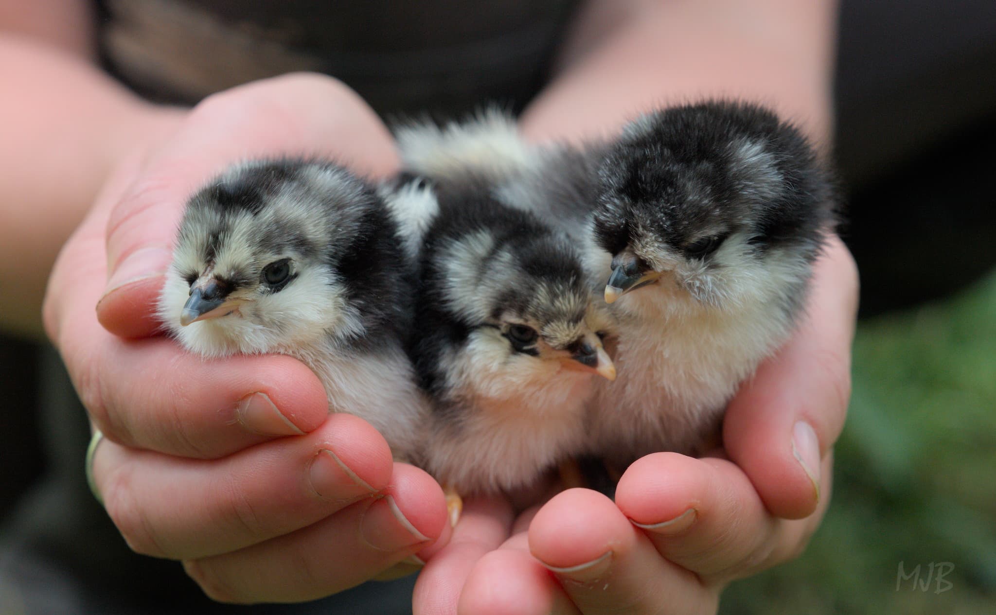 The tiny chicks easily could fit in the palm of your hand