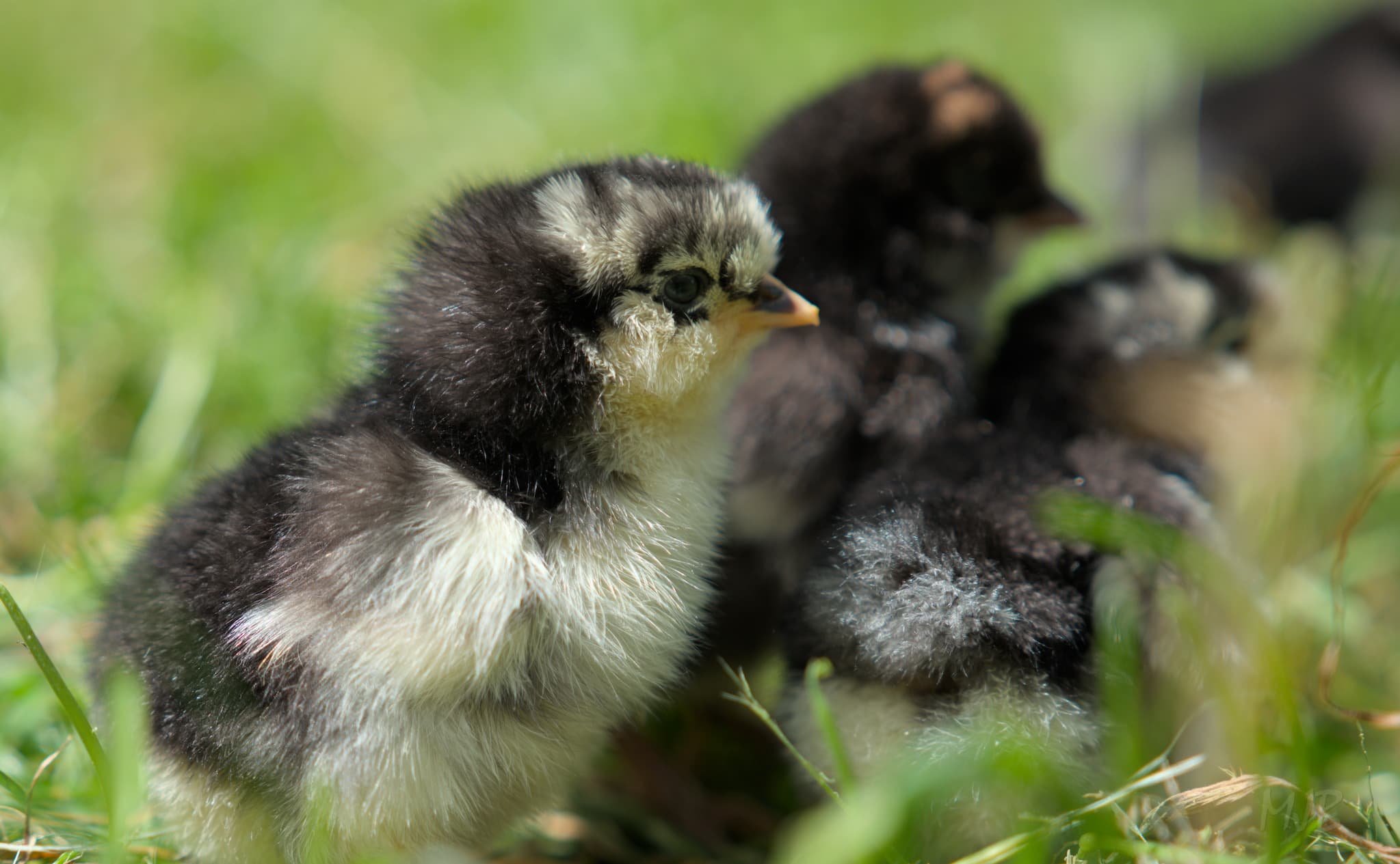 Chicks exploring outside for the first time