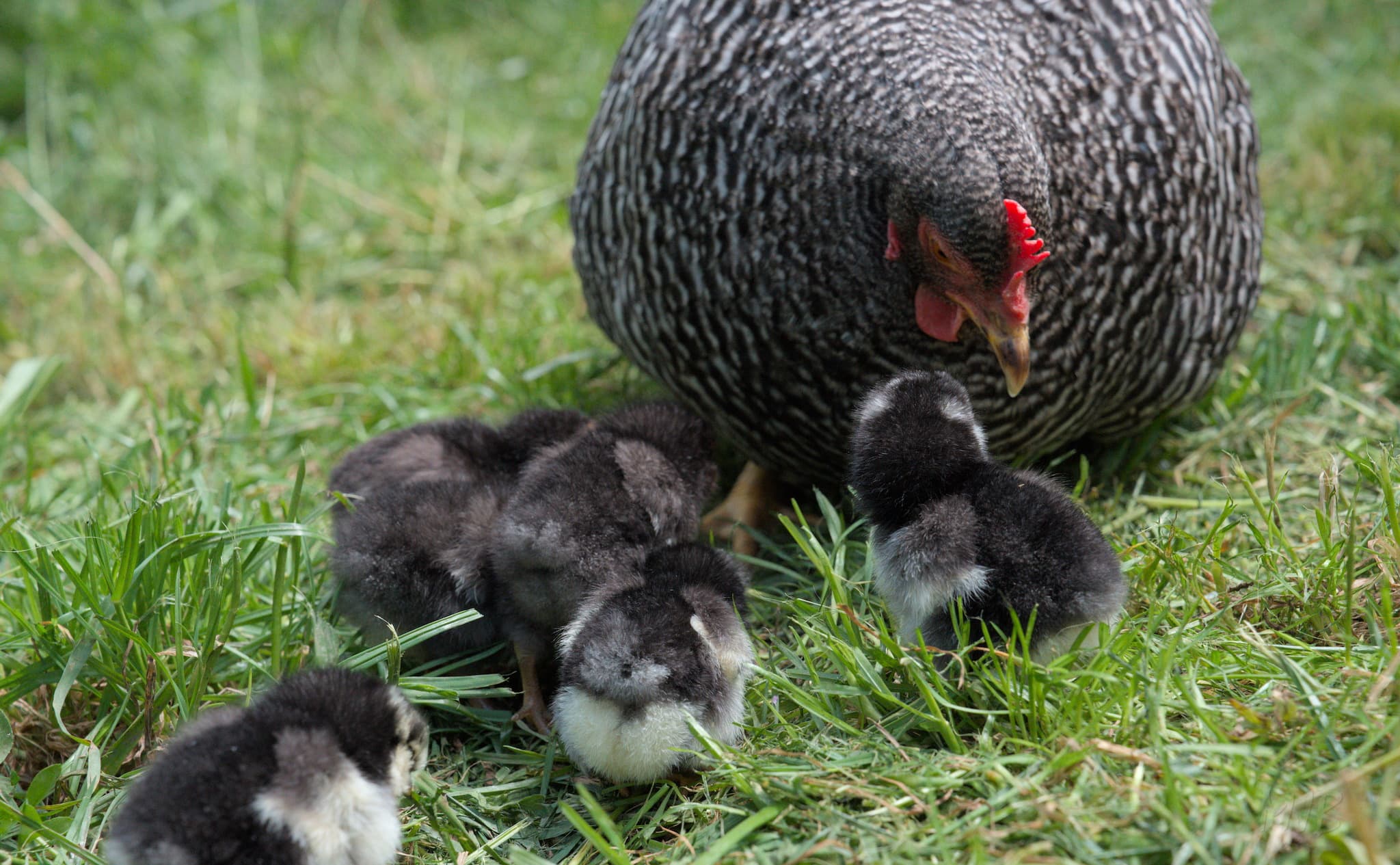 Chicks in the run with Mum