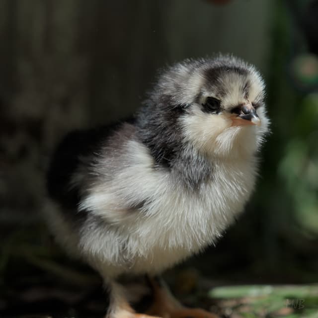 Clutch Decisions: How We Accidentally Doubled Our Chicken Count