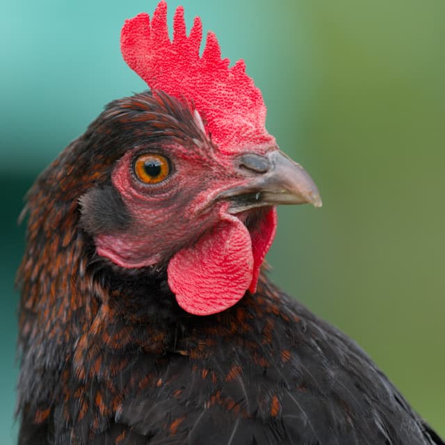 Empty Nest: Mystery of the Missing Eggs