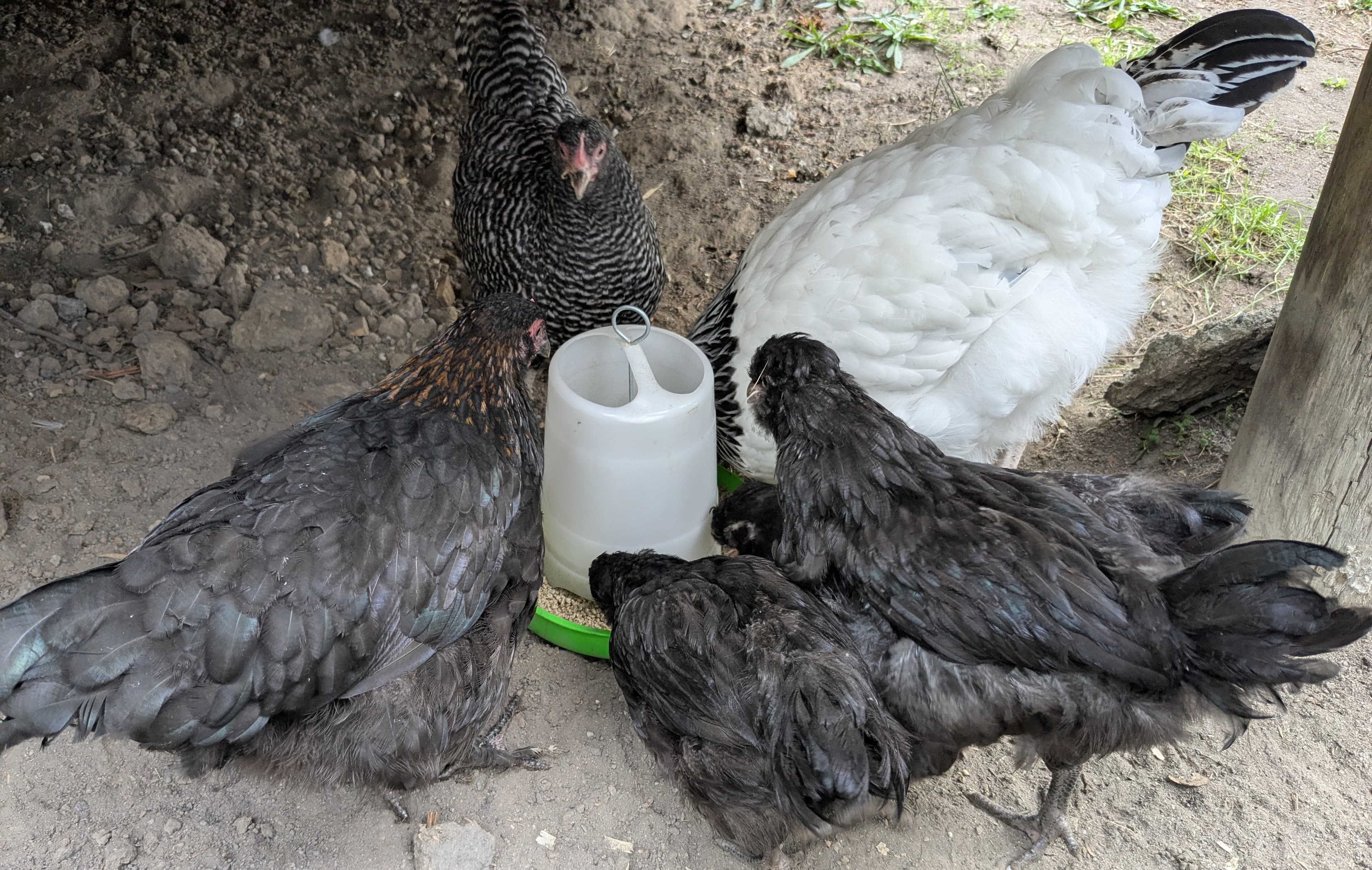 Six chickens squeezing around a small feeder