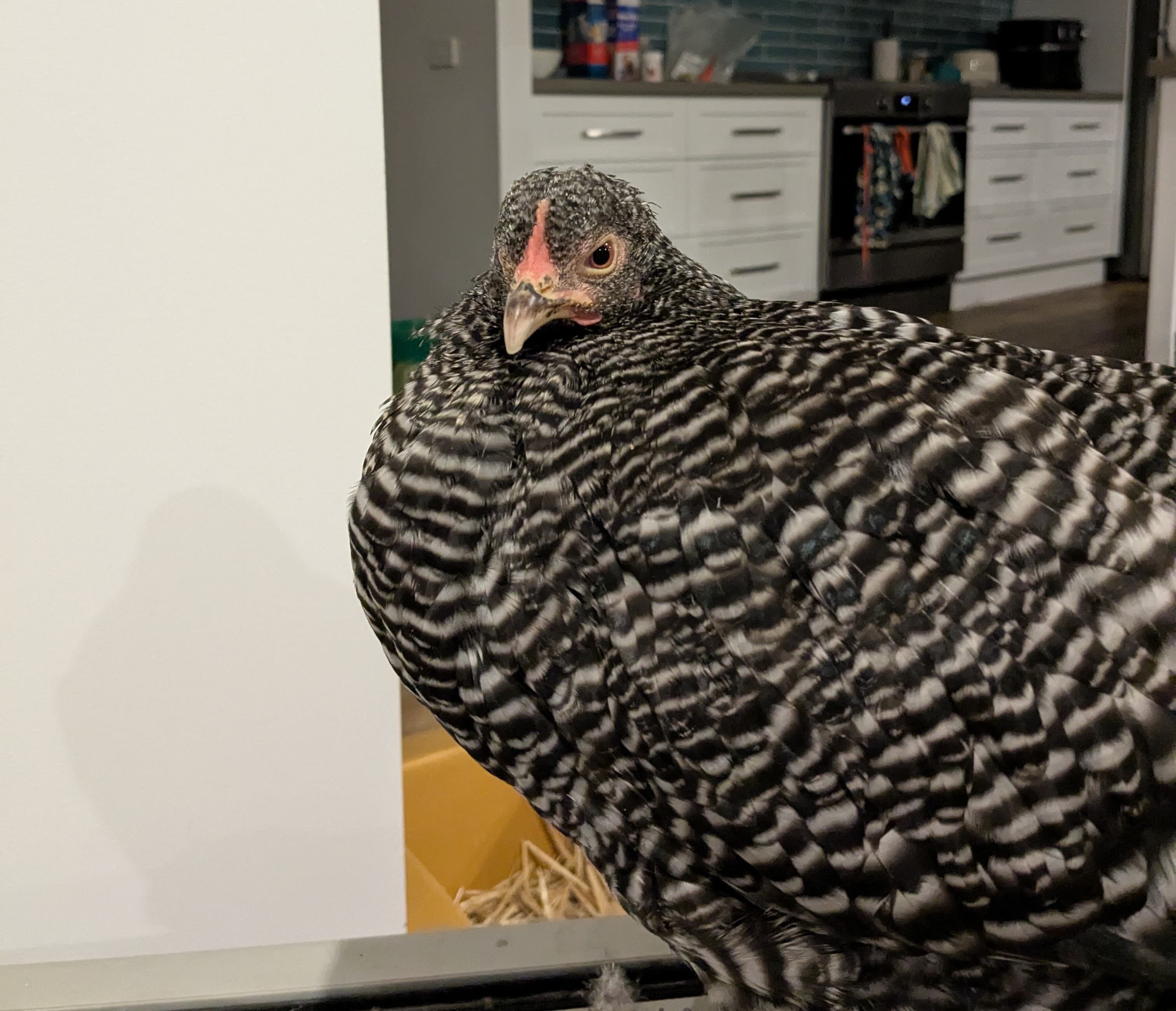 Celeste was kept indoors for a time, here feeling sorry for herself, but in our kitchen with the heating on
