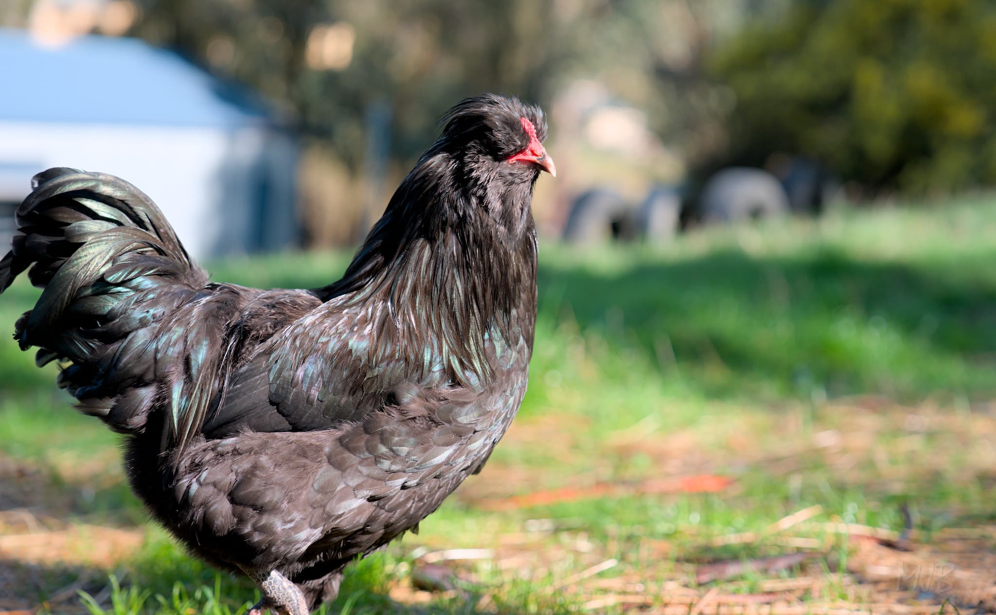 Anita does not approve of the name Foxbait, but it's hard for me to let it go