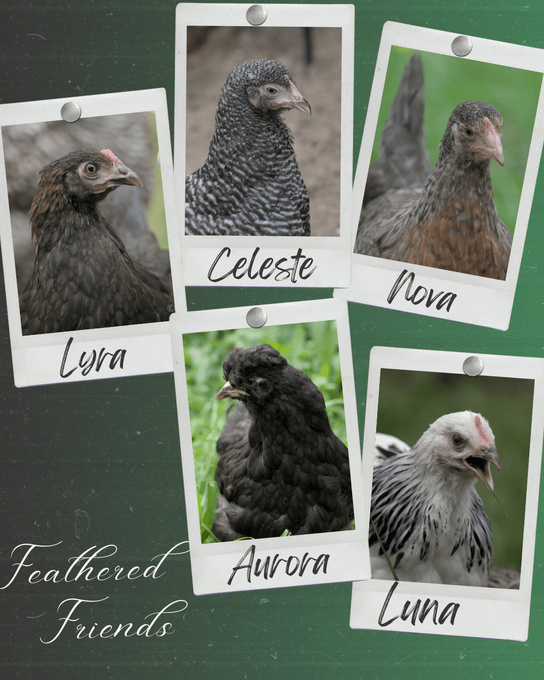 We named the chickens Lyra, Celeste, Nova, Aurora and Luna