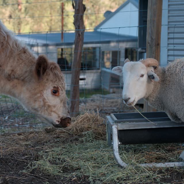 The Transition to Regenerative: Drone Spraying and Paddock Rotation During a Hay Shortage