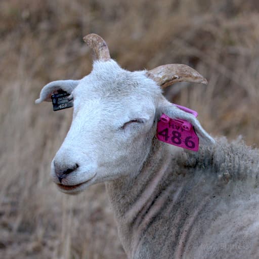 Sheep Proofing: The Infinite Fencing Project