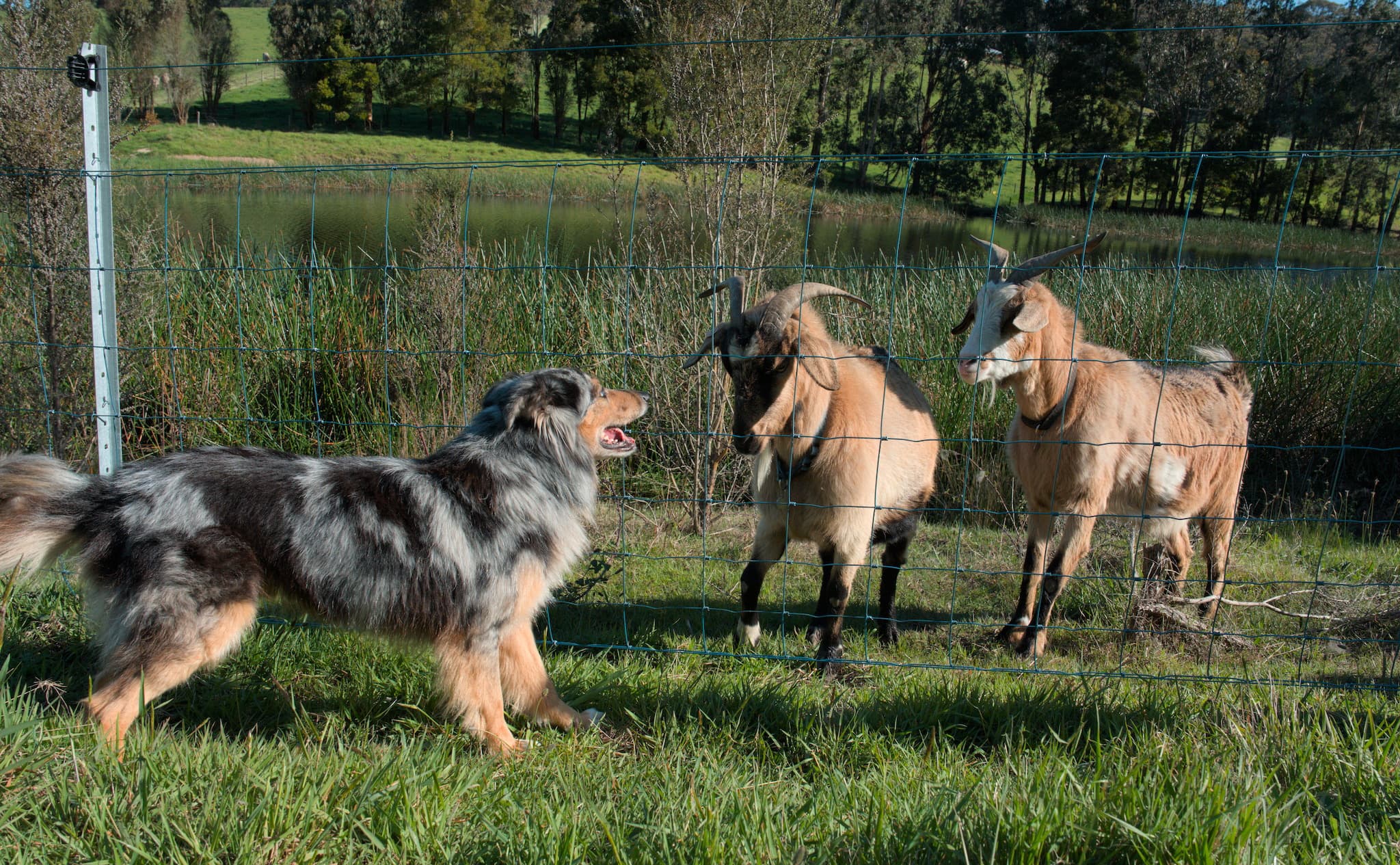 The introduction to the goats wasn't the smoothest, but could've been worse!