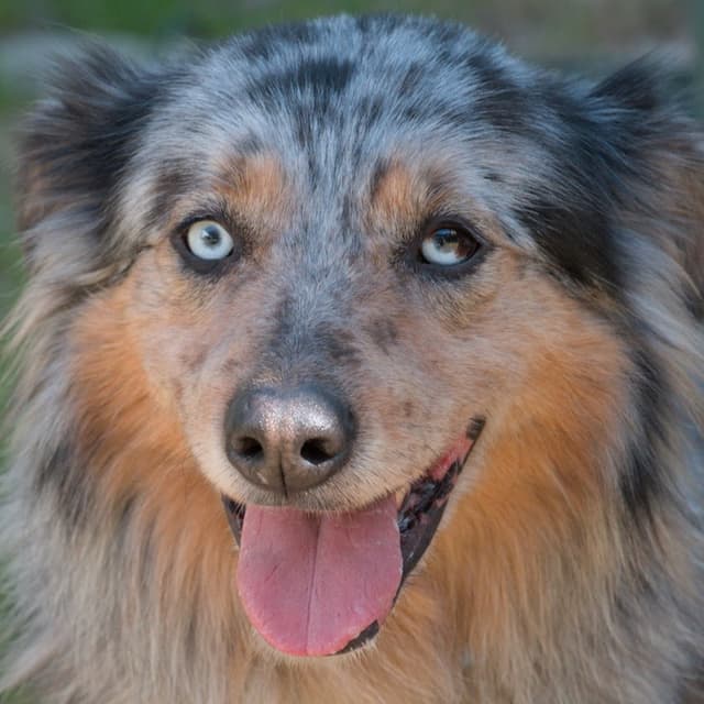 Stampa: A Lovable Bundle of Energy