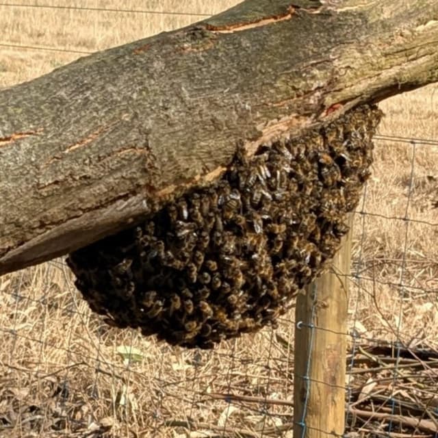 Beekeeping Surprises: A Wild Swarm Appears