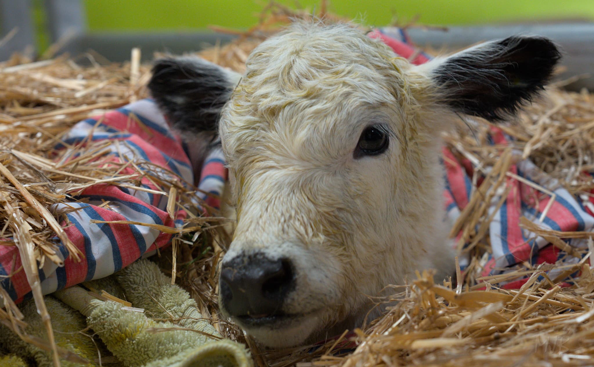 The shivering persisted, so we kept her warm under a bed sheet, a towel, and some straw