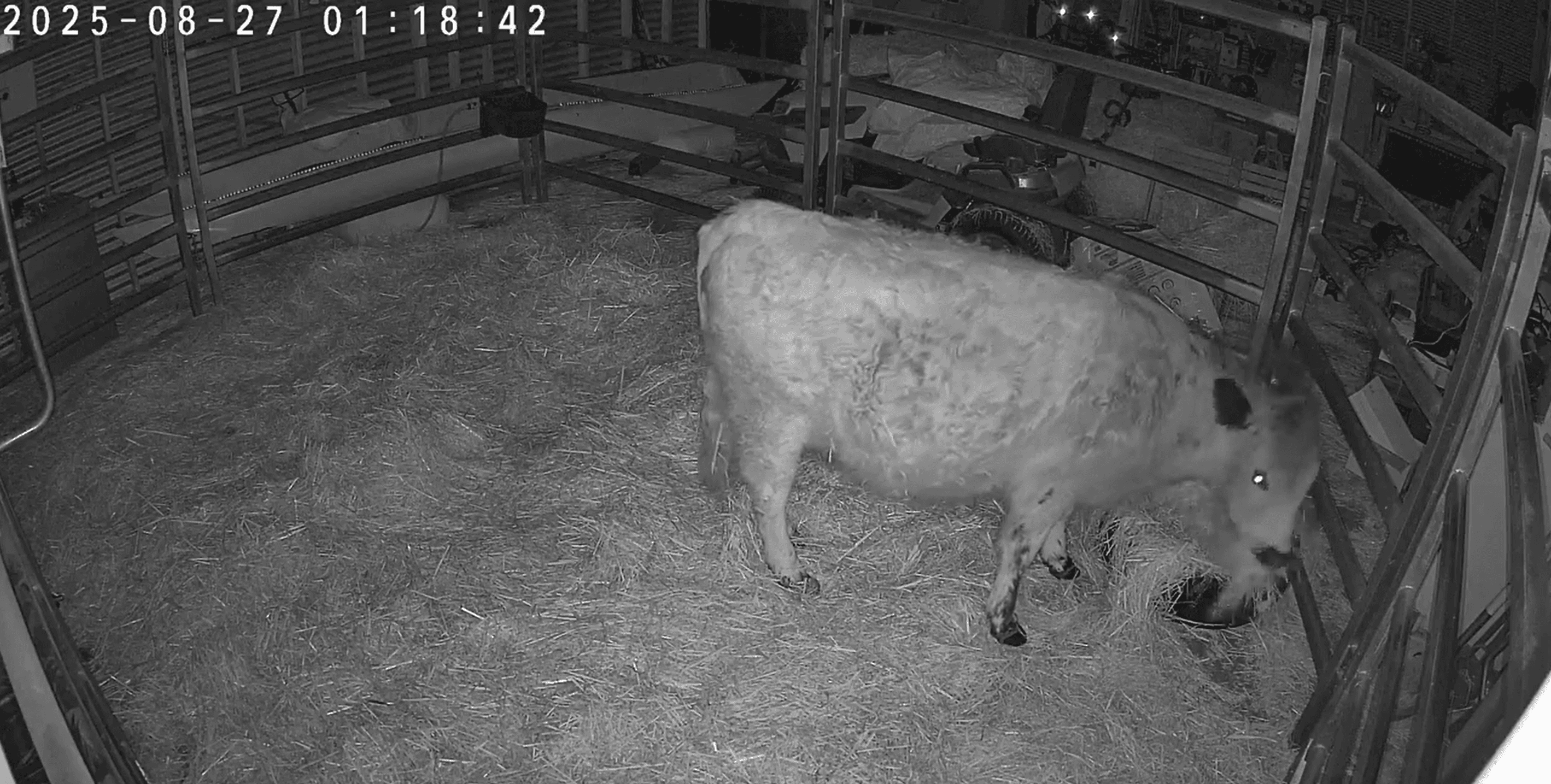 A security camera was a wise investment in our sleep schedule