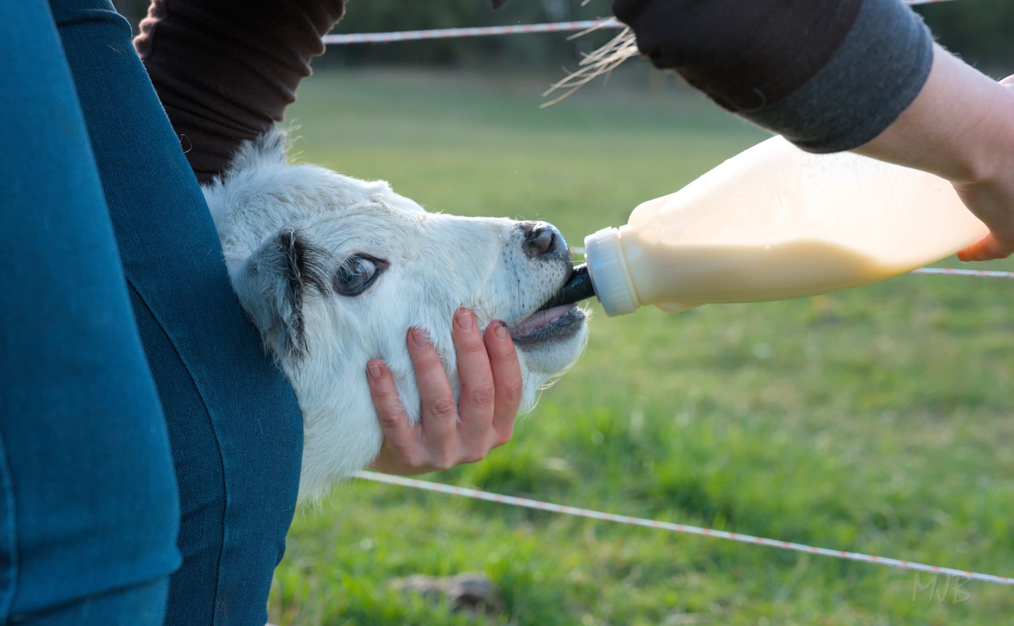 We fed her with a bottle instead of continuing to tube feed, to ease the transition to feeding from her mum