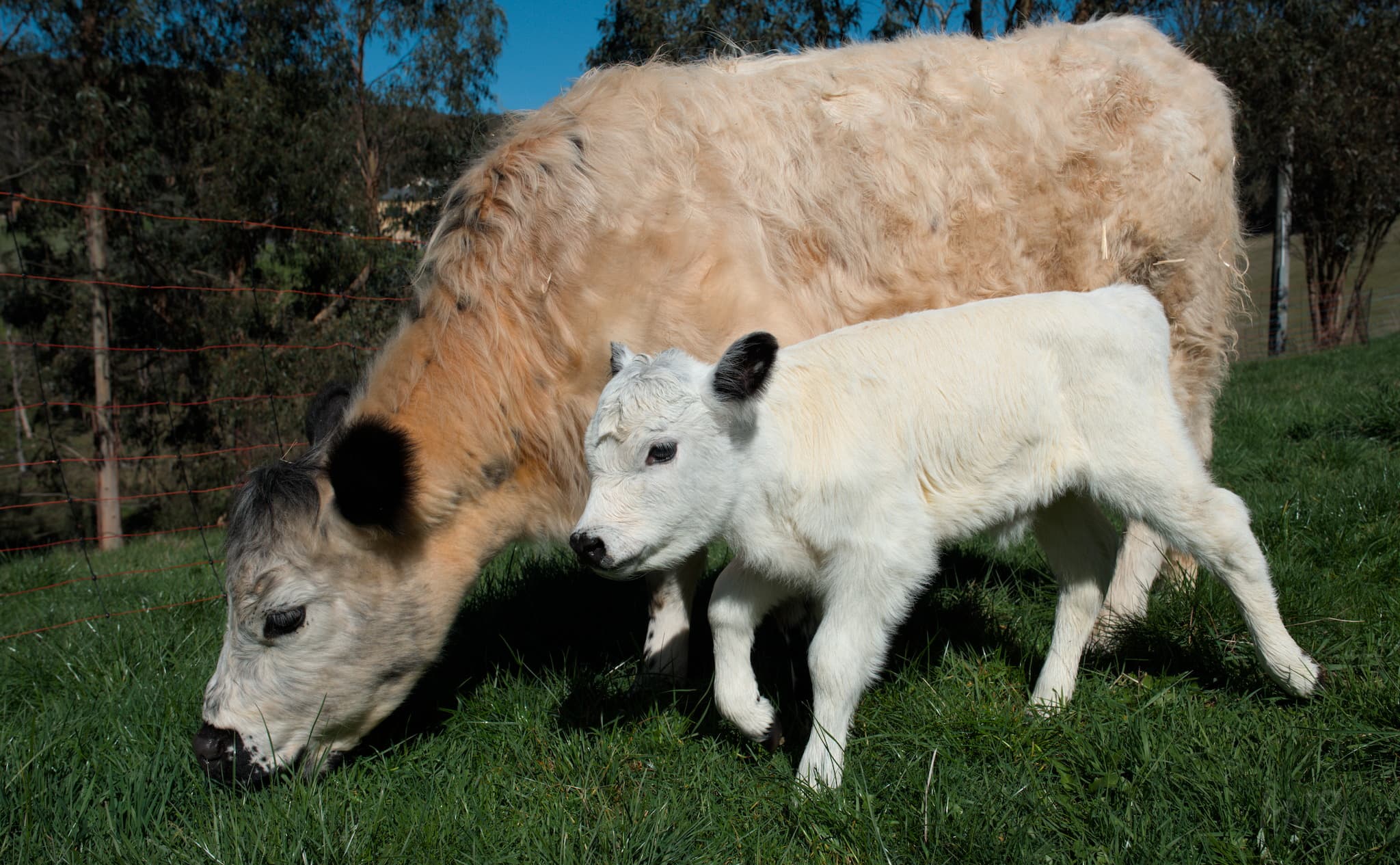 She seemed to enjoy exploring in the grass with her mum