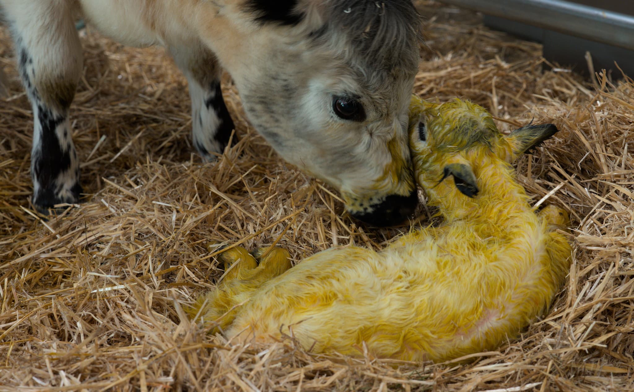 We were so proud of how Oreo took to being a mum so quickly