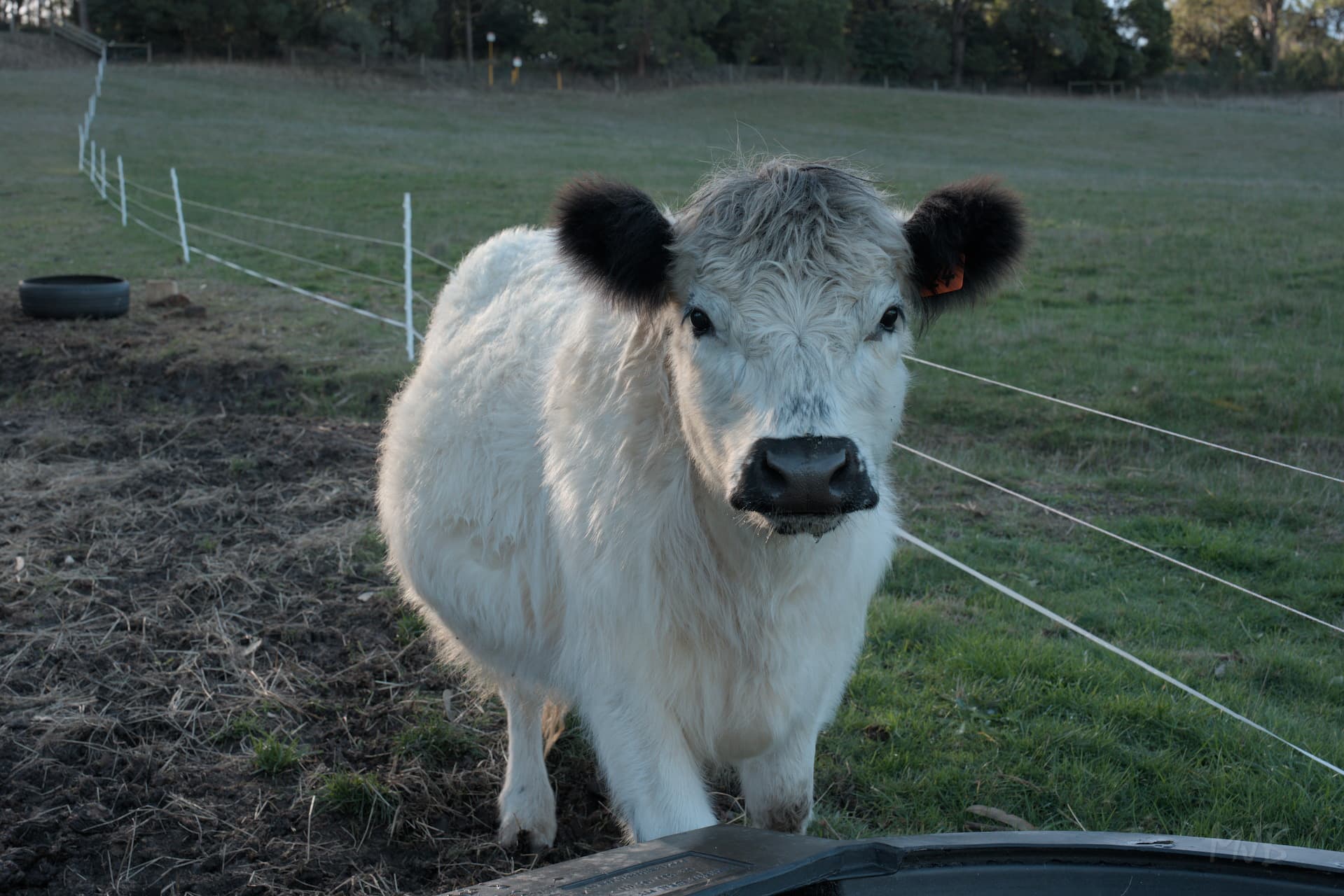 Oreo was starting to show a distinct baby bump
