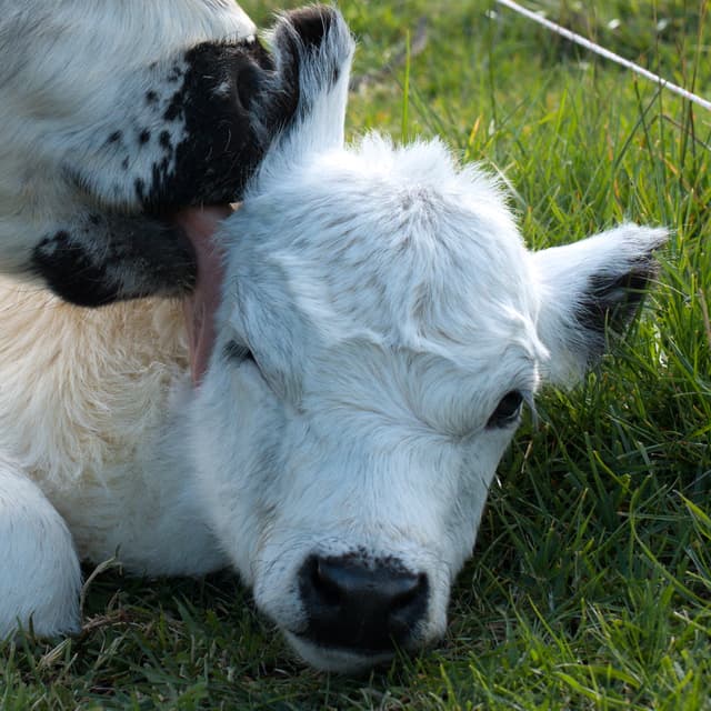 Dummy Calf Syndrome: A Challenge We Weren't Fully Prepared For