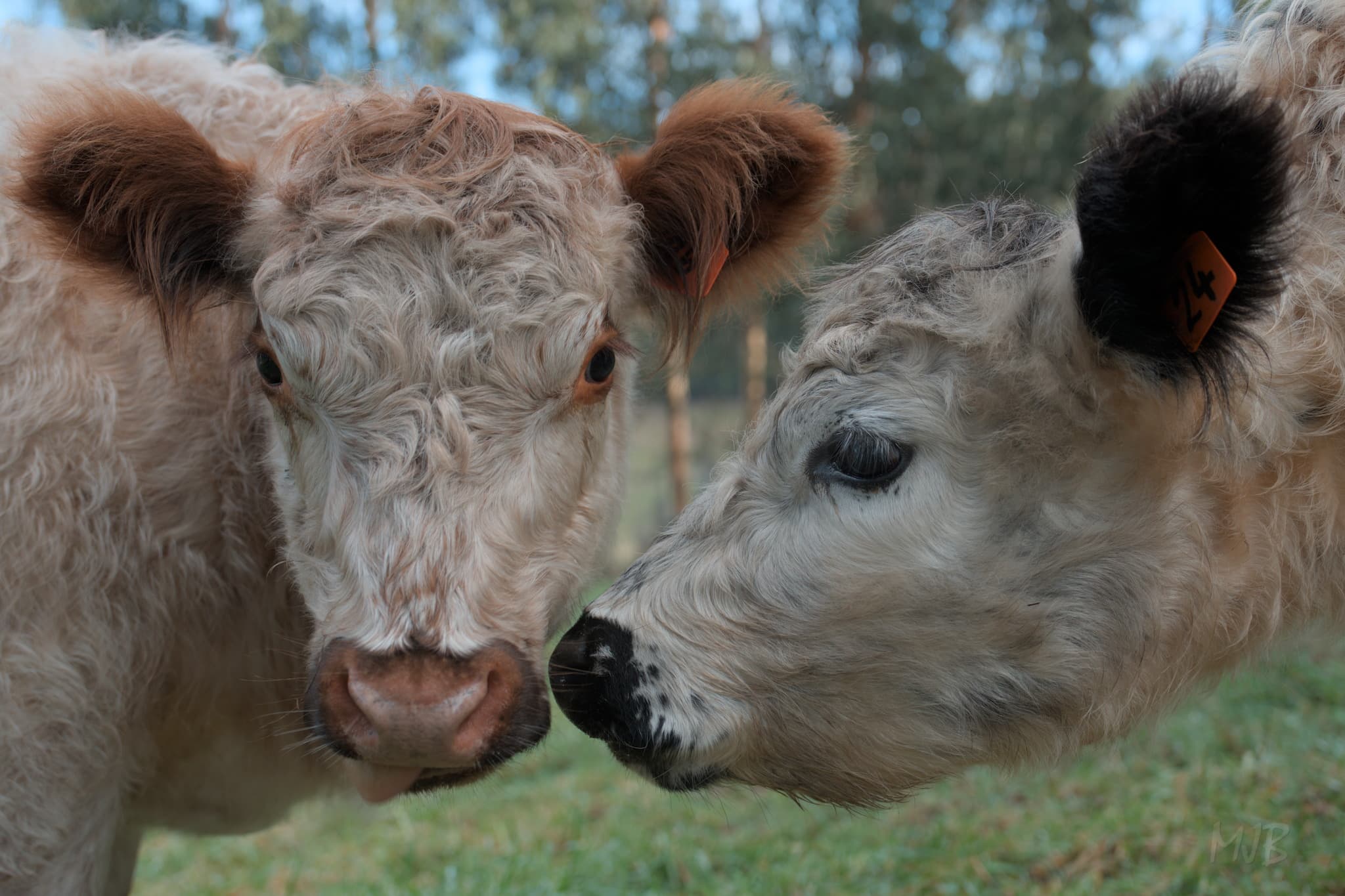 It was a difficult decision to separate her from her sister